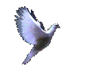flying_dove_1_.gif